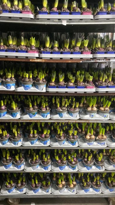 Гіацинти весняні