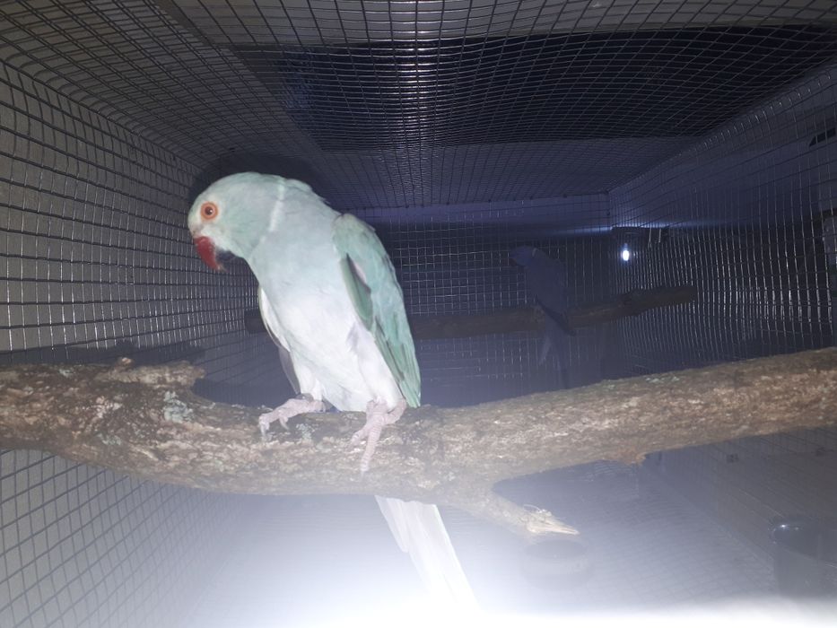 Ring necks criar à mão