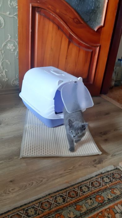 Кошачий   туалет