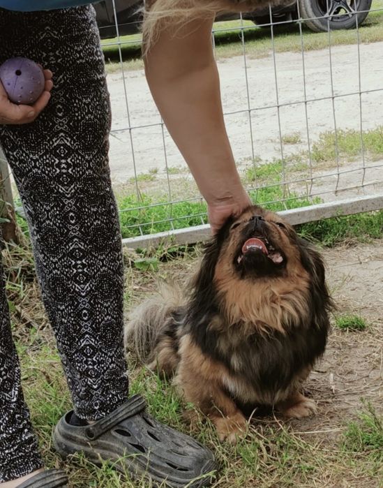 Gucio,pekińczyk szuka domu