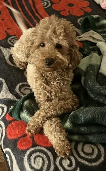 Pudel Miniaturowy Dolna Granica Płowy Red Już do odbioru!!!