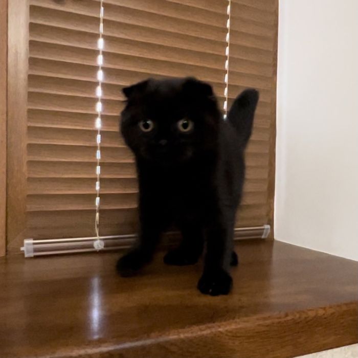 Висловухий хлопчик