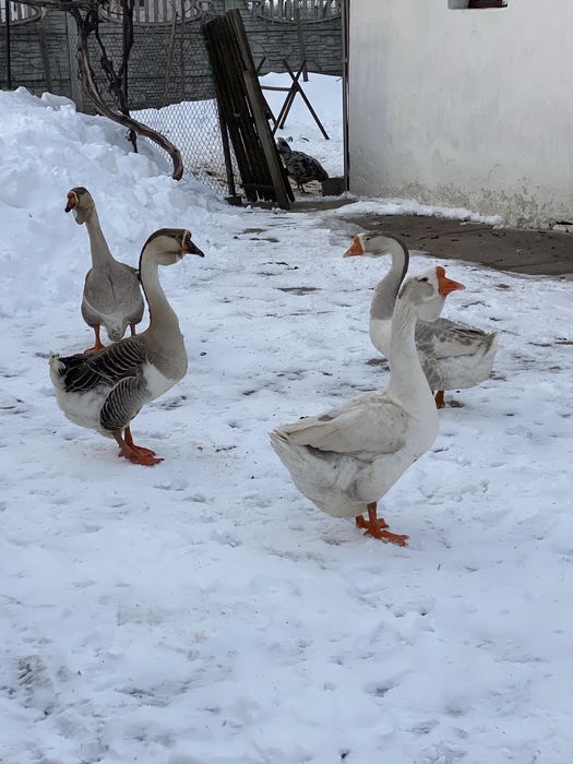 Гуси холмогори на племя