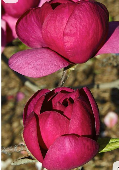 Магнолія Блек Тюліп /Magnolia Black Tulip