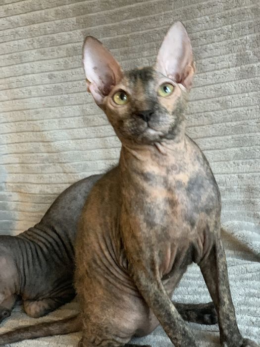 Девочки донского сфинкса