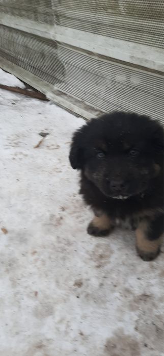 Owczarki niemieckie oddam !!