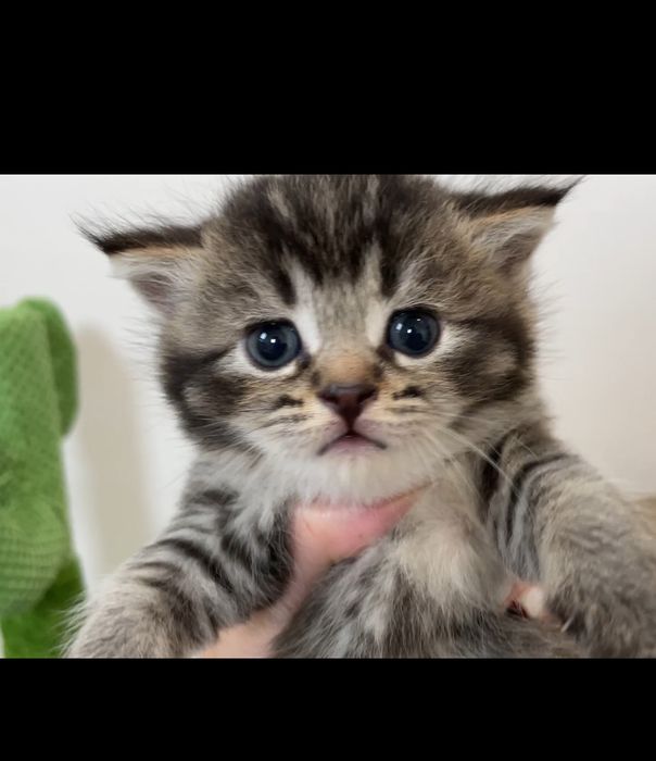 Шотландские черно золотые девочки, котята, шоколадные,кошечки