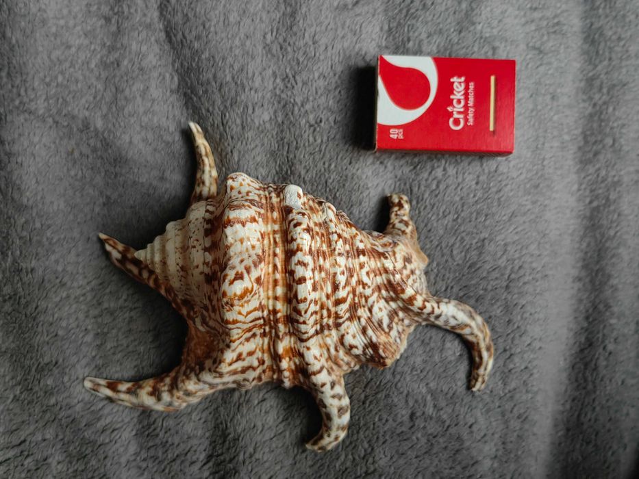 Muszla morska dekoracyjna Lambis chiragra 3 +GRATISY