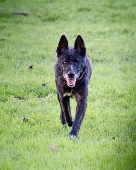Macho adulto de porte médio/grande para adoção responsável!