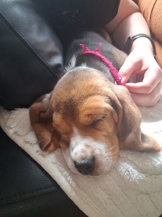 Pies w typie rasy Beagle.