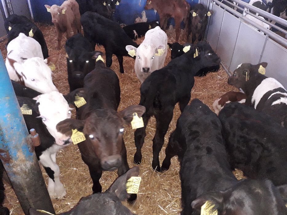 Cielęta, cielaki, byczki oraz jałówki mięsne, MM,MS,HF transport