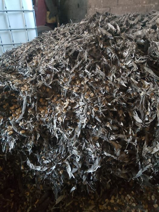 Sprzedam bób, bober