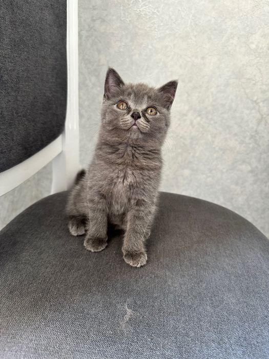 Шотландського котика