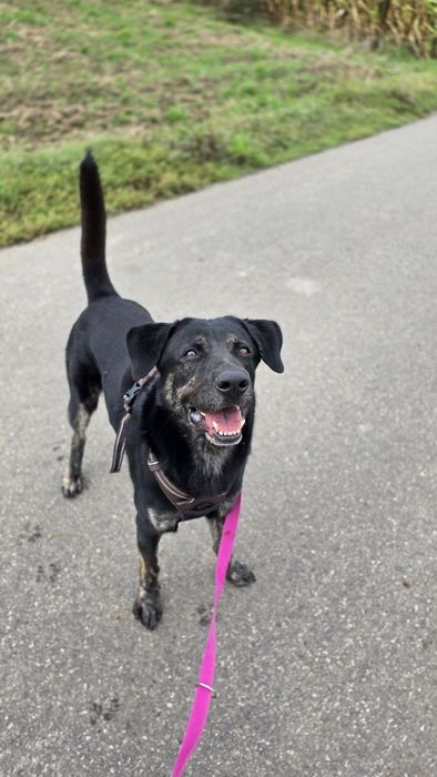 Potter młodziutki posłuszny samiec