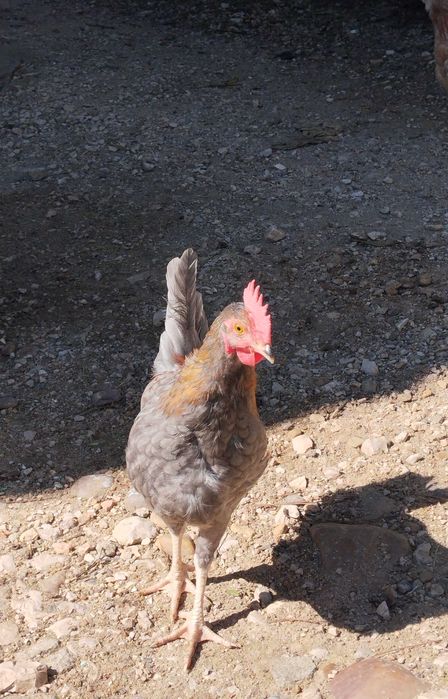 Casal de galinhas (Ovos Coloridos)