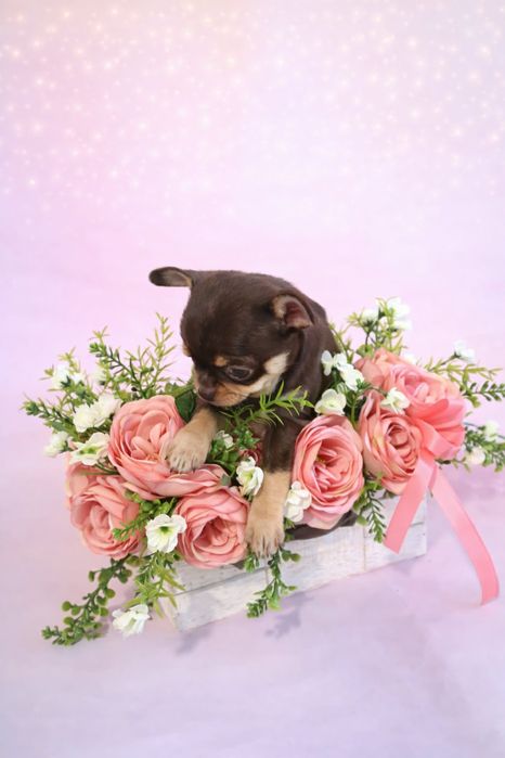 Czekoladowa suczka podpalana