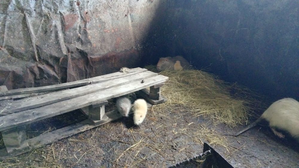 Нутрія, нутриї на м'ясо,живий вес