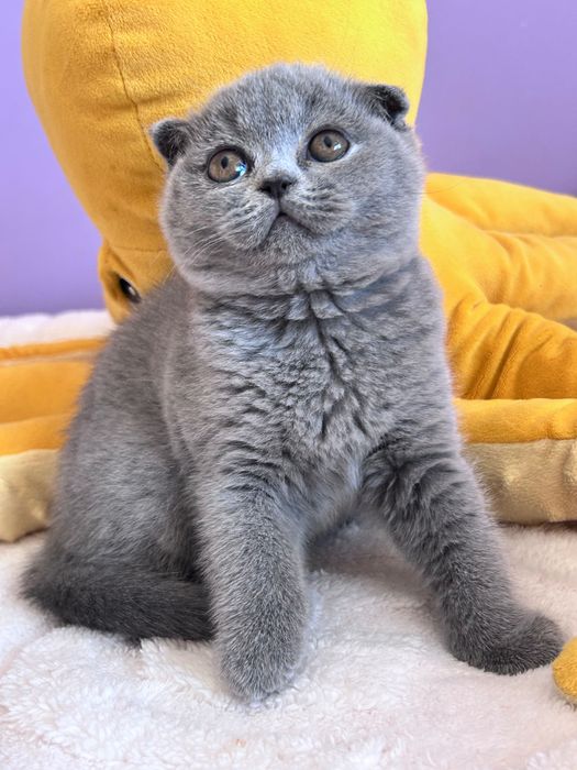 Gatinha Scottish Fold azul