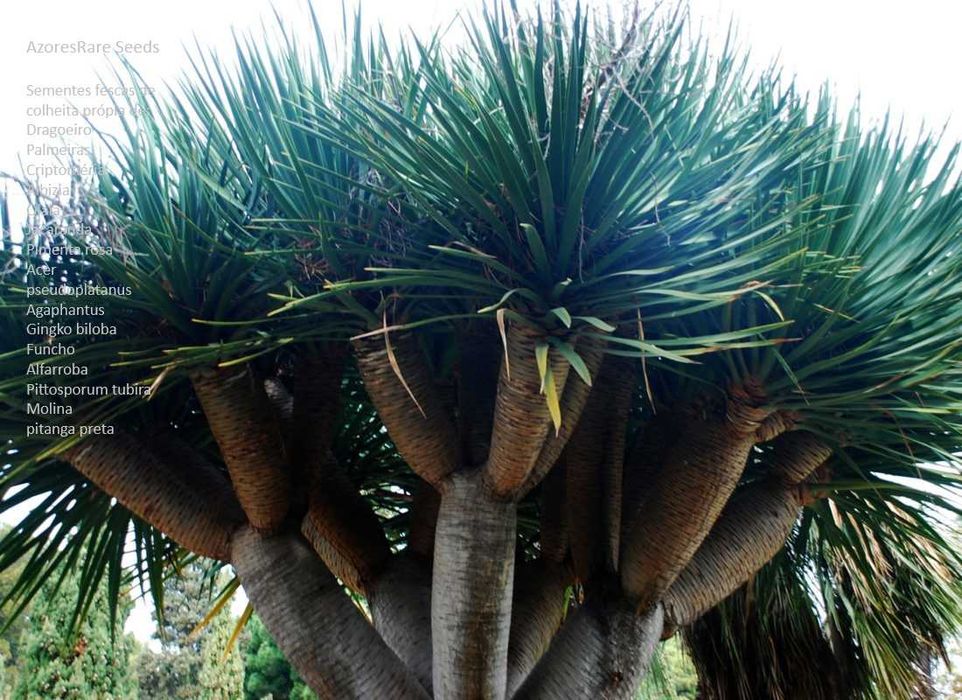 azores rare seeds-Sementes raras ds açores