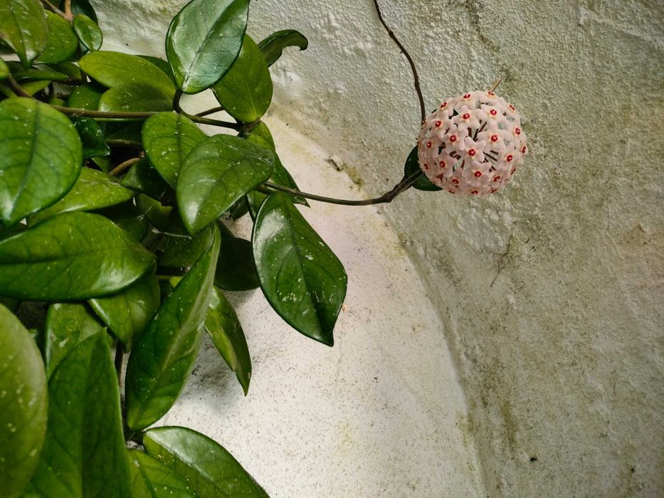 Vende suculentas e plantas variadas