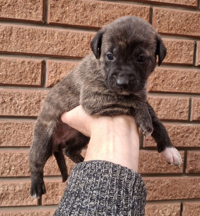 Щенки. Канадский дог. Метис. Цуценята