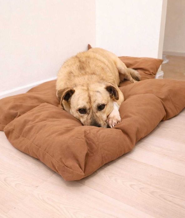 Szukamy aktywnego domu dla psiaka z Sobolewa!