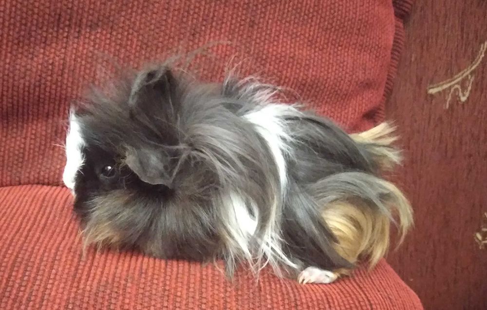 Świnka morska, świnki morskie peruwianki