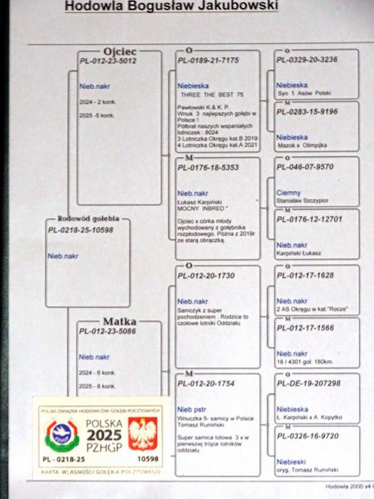 Gołębie Pocztowe - Hodowla Jakubowski