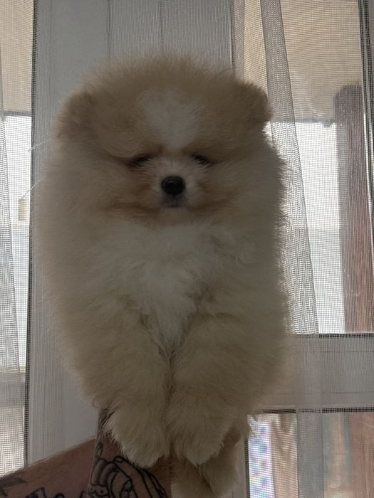 шикарний Хлопчик шоу класу