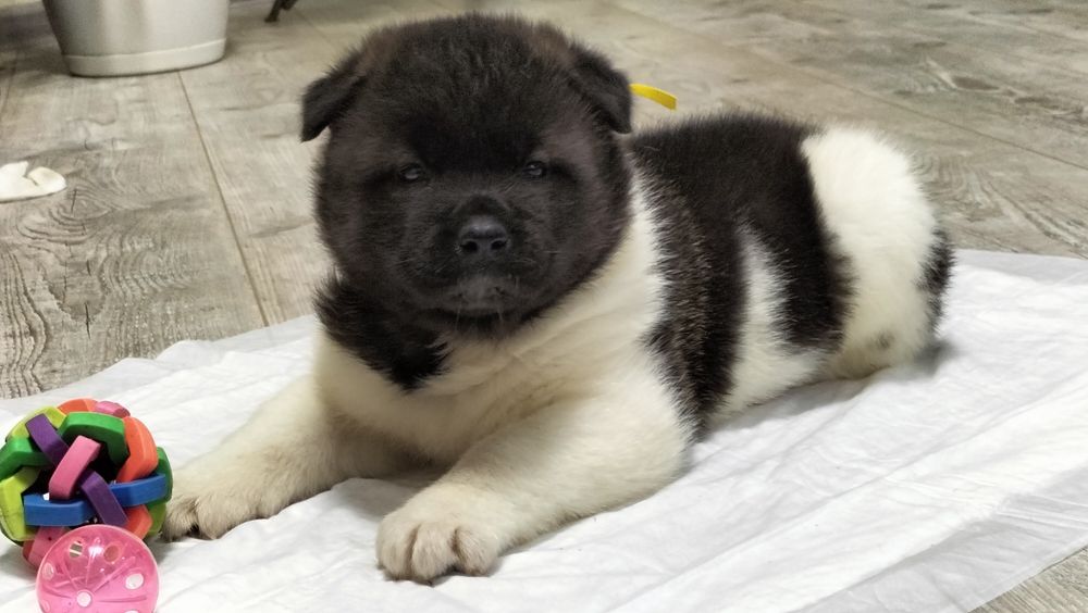 Акіти Американські КСУ FCI