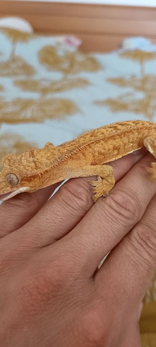 2 Gekony orzesione plus terrarium