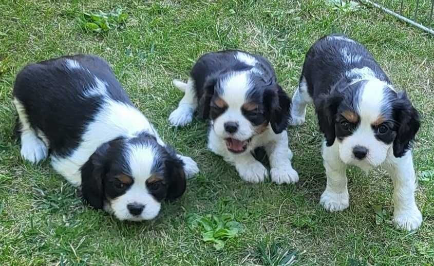 Cavalier King Charles spaniel