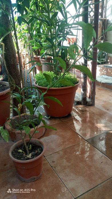 Planta Dama da noite