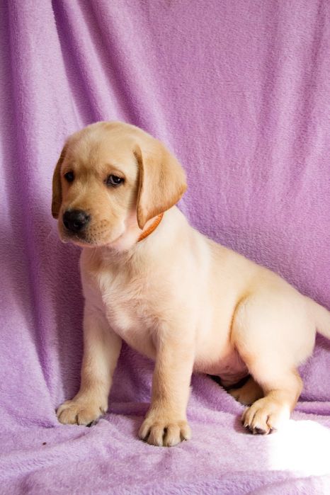 Пропонуємо цуценят лабрадора