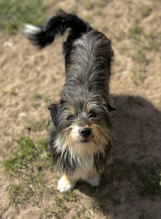 Pixel do adopcji!