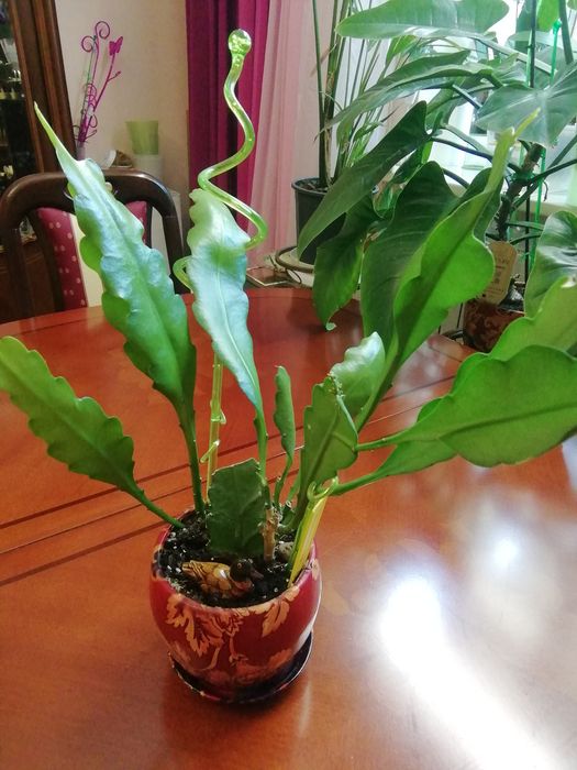 Продається жовтий вкорінений сортовий єпіфіллум