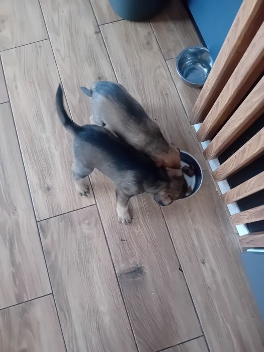 Oddam za darmo pieski.