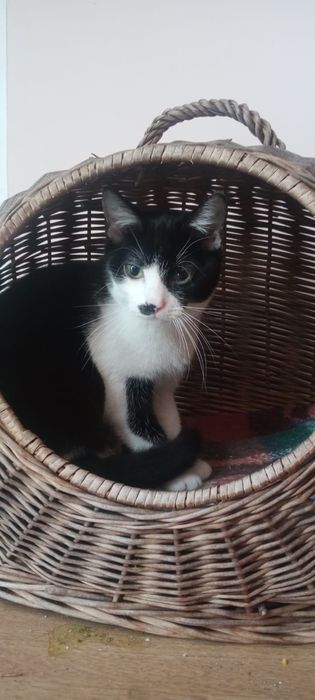 Adopcja siostry GAJA i PLUMKA