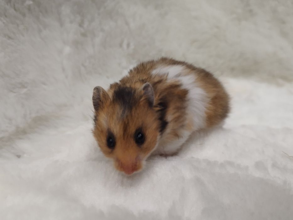 Chomik Syryjski Długowłosy (samica) MASSON