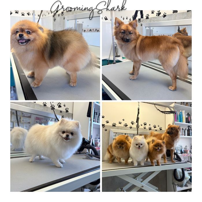 Psi fryzjer  GroomongShark