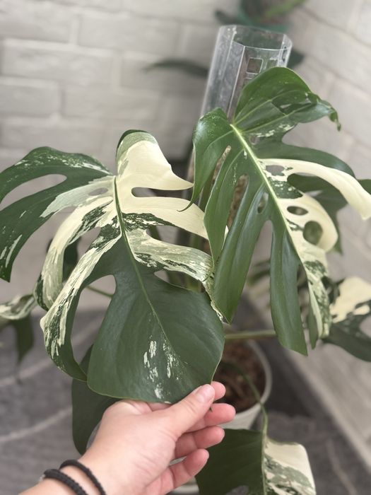 Продам монстеру Альбу свіжозрізом з хорошими повітряними коренями.