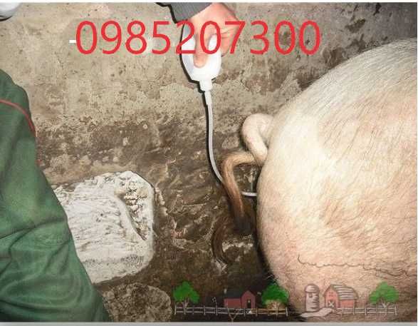 Штучне запліднення Свиней.Продаж спермодози хряків-кнурів.