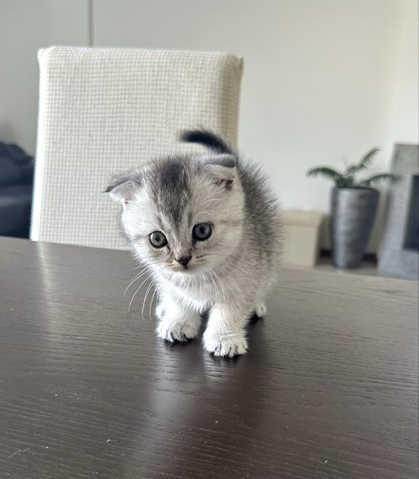 Menino Scottish Fold