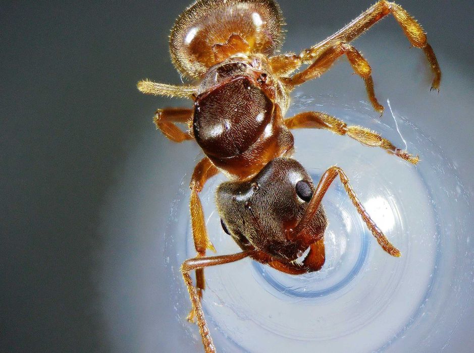 В НАЛИЧИИ! оптом матки lasius umbratus, lasius niger