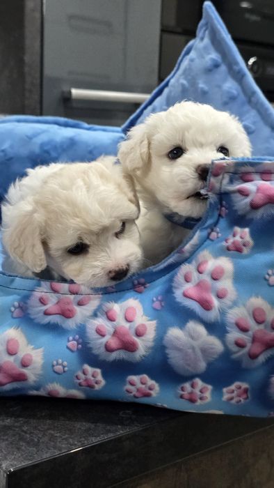 Bichon Frise Fci piesek