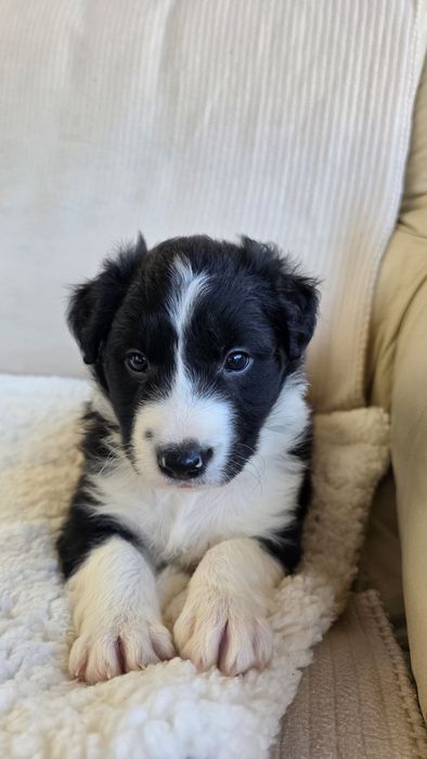 Border Collie Preto e Branco Macho