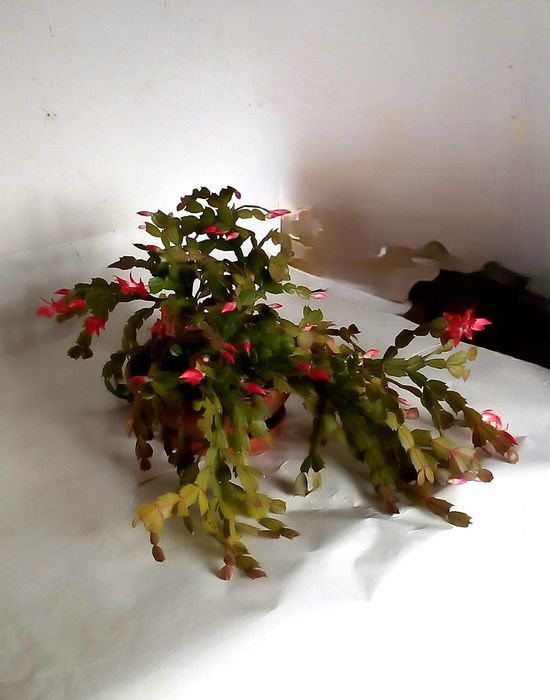 Sansevieria Grudnik kaktus Bożego Narodzenia Schlumbergera