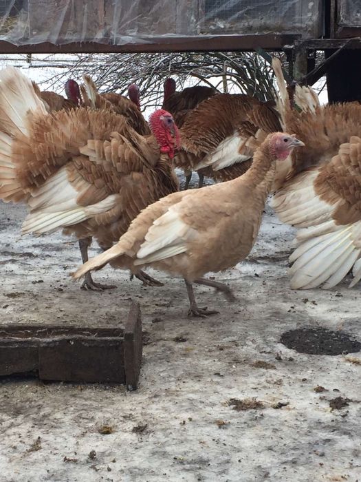 Продам інкубаційне яйце узбекских палевих індиків( индюк, индюшка)