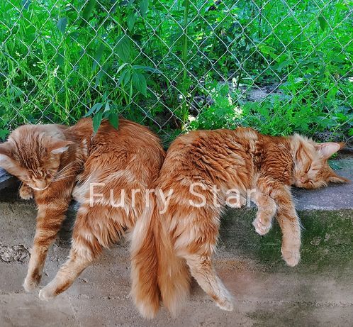 Котик Мейн кун красный мрамор и солид.