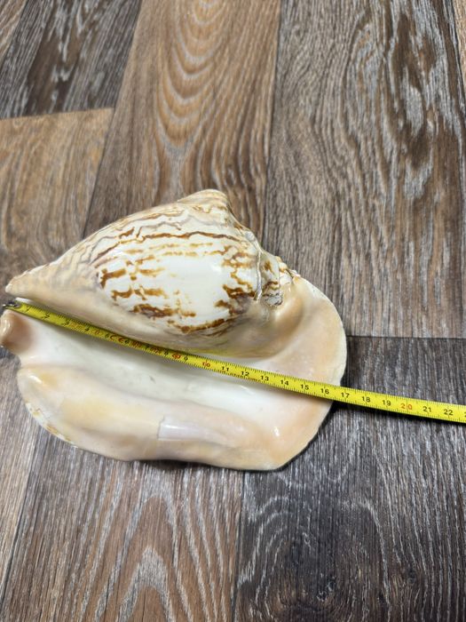 Продам ракушку Египетскую